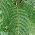 Albizia julibrissin feuille